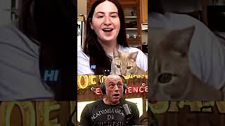 Joe Rogan Reacts To Girl Getting Slapped By Cat