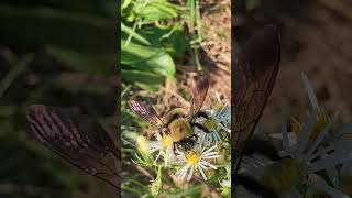 Bee on a flower