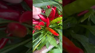 Harvesting Chilies #gardening