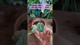 Save A Dying Plant - Philodendron Birkin// Philodendron Plant Care