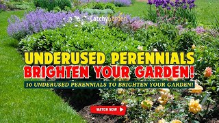 10 BEST UNDERUSED PERENNIALS TO BRIGHTEN YOUR GARDEN! 🌷💡🌸 // Gardening Ideas