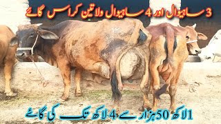 sahiwal cows and farizan sahiwal cross cows|sahiwal cows breed|Cross breed|for sale cows