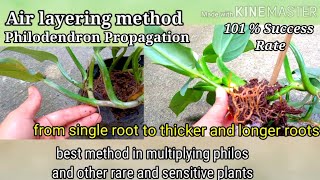 Secret in Propagating Philodendron and Rare Plants