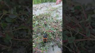 Burying Beetle #bug #insect