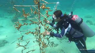 2022-08 Coral Restoration Curacao