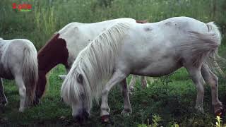 Horses Lover | Horse with Music | Soprita Relaxation