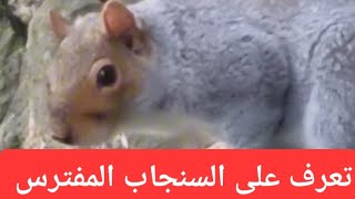 تعرف على السنجاب المفترس 🐿 🐿 🐿