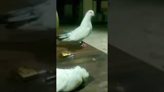 kabutar mar gya 😭😭#birds #pigeon #birdspecies