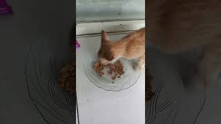 kucing jajan