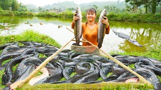 Harvesting A Lot Of Catfish Goes To Market Sell - Raising Chickens | Tiểu Vân Daily Life