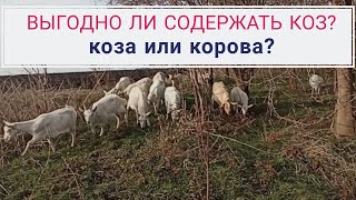 Какая выгода от содержания коз. Содержание коз и коров в сравнении.