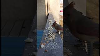 Isn't she lovely? Female Cardinal 3/6/23