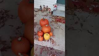 My pumpkins and pumpkin bags in my front yard (November 12, 2024) #Shorts