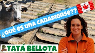 12. ¿Qué es una canadiense? ¿Será para vacas y caballos en el campo...?