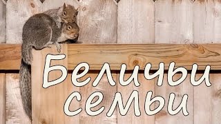 Белки в большом городе