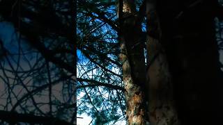 Полное видео на канале🌲🐕‍🦺 #поход #youtube #survival #dog #forest #топ #shorts #short #youtubeshorts