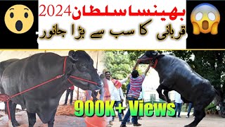 Eid Qurbani beautiful ka Bhainsa| 2024 qurbani ke khubsurat janwar|for sale|most beautiful Animal