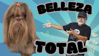 ARREGLANDO a mi Shih Tzu para CONOCER a unos SEGUIDORES | tips by Alex Santillana