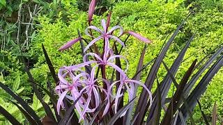 📍Botanic Gardens, Singapore