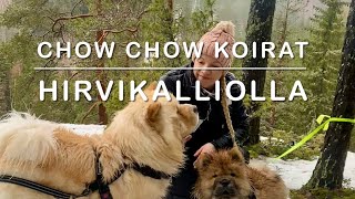 CHOW CHOW KOIRAT Hirvikalliolla@somatretket