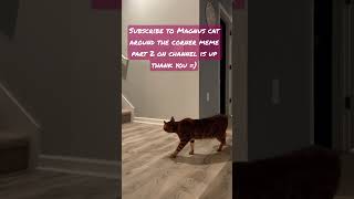 Magnus the Cat Around the Corner Meme: part 2