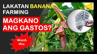 Expenses to Plant a Banana? |Lakatan Banana Farming