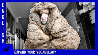 Baarack the Sheep | ENGLISH LESSON