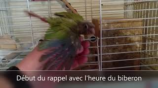 Conure Molinae début de l'éducation