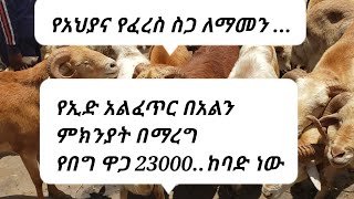 በደሴ በአልን ምክንያት በማድረግ በግ 23000 ብር ከባድ ነው በግብፅ የአህያ እና የፈረስ...