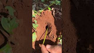 Primitive skills Brave man using ants to catch cricket for food #shorts