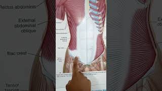 anterior oblique sling | functional myofascial connection