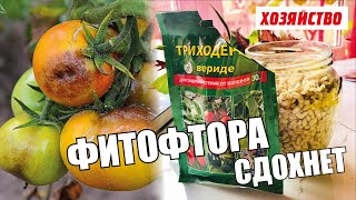 Фитофтора, черная ножка и монилиоз сдохнут. Смотреть до конца на результат