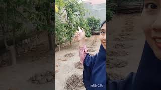 panen sayuran di kebun milik orang