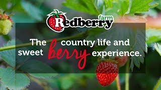 Redberry Farm, Garden Route 2018