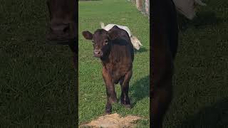 Mini moo #cow #pets #pet #animals #animal #fyp #fypシ゚viral #cute #cuteanimals #funny #funnyanimals