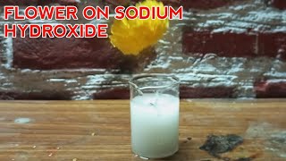 Flower on Sodium hydroxide