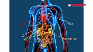 Az Országos Vérellátó Szolgálat  tájékoztatója a szervdonációról
