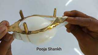 MAYAPURI Small Size Natural Jal Sankha | Puja Sankha | White Conch Shells with Sankha Stand