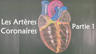 ANATOMIE DU COEUR - LES ARTERES CORONAIRES (1)