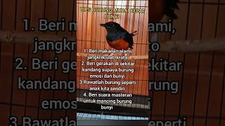 Cara memelihara burung murai cepat berkicau gacor#Shorts