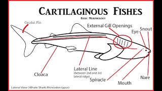 Cartilaginous Fish