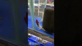 Crayfish #crayfish #crayfishvideo #hunting #fight #aquarium #pets #hubli #aquariumlover #aquarium