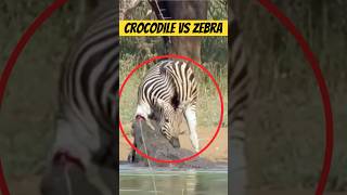 Crocodile Attack On Zebra #animals #wildlife #wildanimals