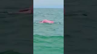 pink dolphins swimming #sea #dolphins #ocean #shorts