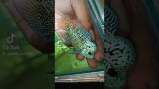 Cencu capster #louhancencu #flowerhorn #louhan #louhanindonesia #ikan #ikanlouhan #ikanhias