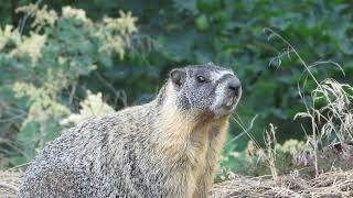 The Manito Park Marmot