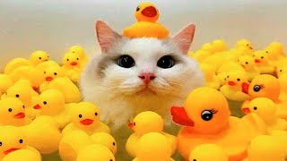 ПРИКОЛЫ С ЖИВОТНЫМИ ДО СЛЕЗ / Смешные КОТЫ 2022 / Приколы с КОТАМИ / Funny ANIMALS video