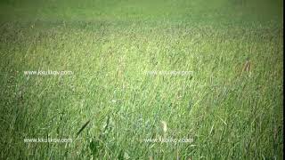 Tall grass blowing in the breeze.The strong wind inclines Timothy-grass Phleum pratense in field to