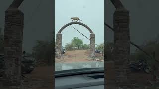 Monsoon and Rajasthan are best friends #nature #shortsfeed #ytshorts #youtubeshorts #rajasthan