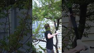 #Pruning water sprouts only my 8-in-1 #stonefruit #permaculture #fruittrees